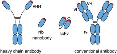 A cDNA Immunization Strategy to Generate <mark class="highlighted">Nanobodies</mark> against Membrane Proteins in Native Conformation